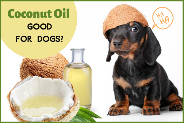 Is Coconut Oil Good For Dogs?