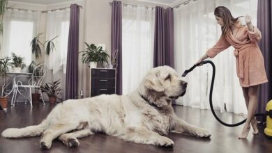 How To Keep A House Clean With Dogs