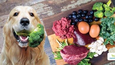 Benefits Of A Homemade Dog Food: The Complete Guide