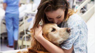 Do Emotional Support & Therapy Dogs Help With Mental Health?