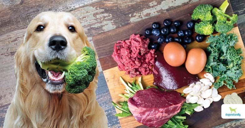 Benefits Of A Homemade Dog Food: The Complete Guide