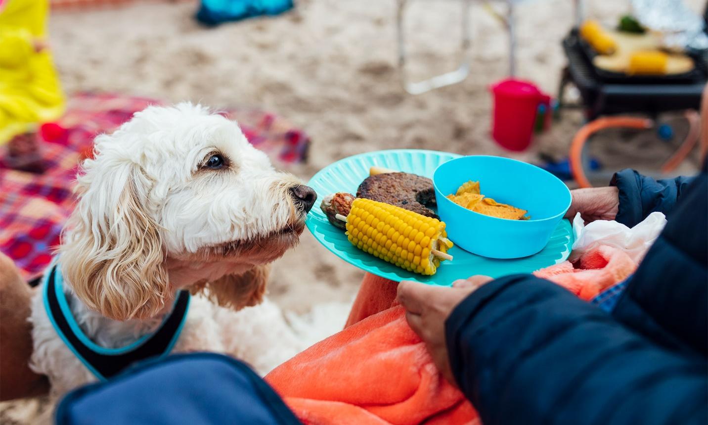 How To Choose A Healthy Dog Food