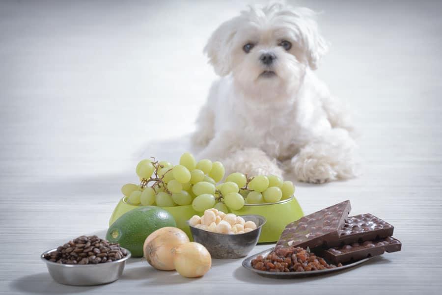 15 Dangerous Foods Your Dog Should Never Eat
