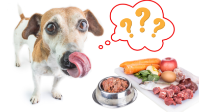 Raw Dog Food Diet: Benefits & Potential Risks