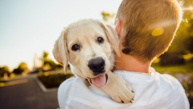 Some Ways To Build A Bond With Your Dog