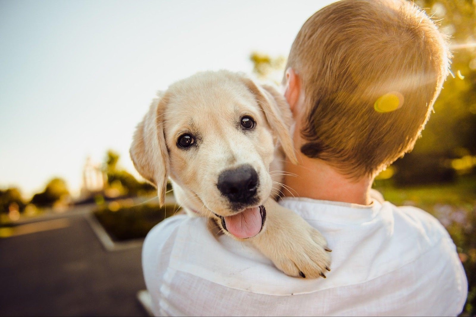 Some Ways To Build A Bond With Your Dog