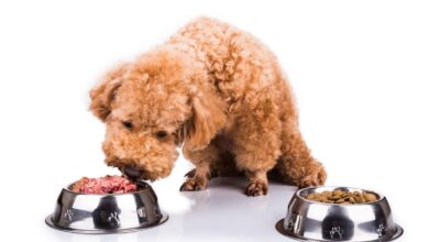 Wet Vs. Dry Dog Food: Is Wet Dog Food Better Than Dry?