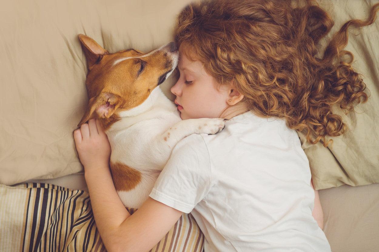Should You Allow Your Dog To Sleep On Your Bed?