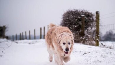 How To Keep Your Dog Safe And Warm In Winter