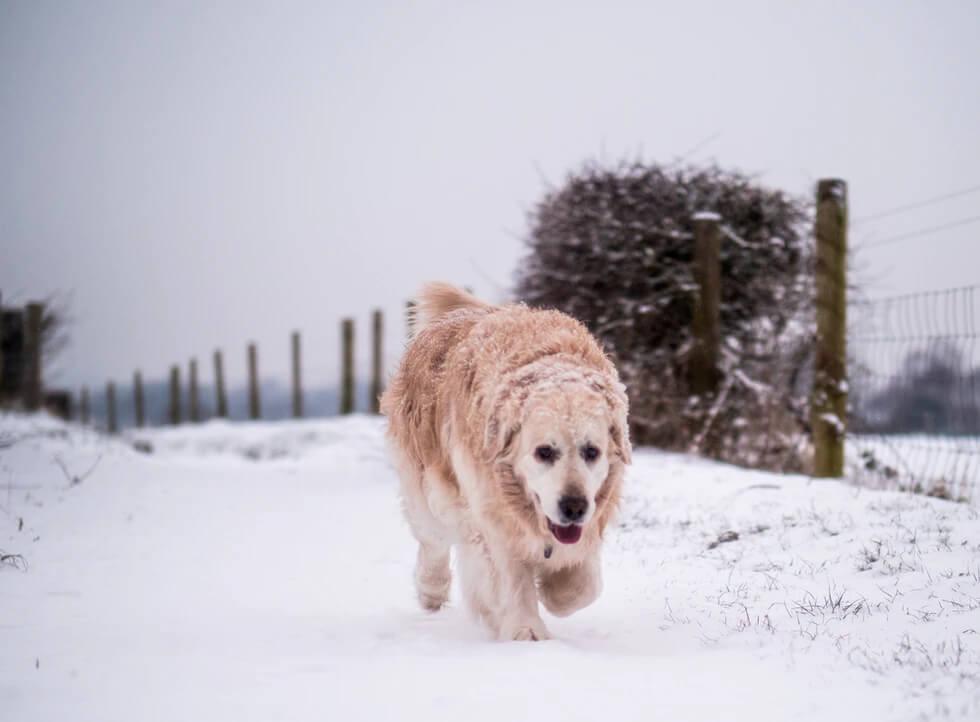 How To Keep Your Dog Safe And Warm In Winter