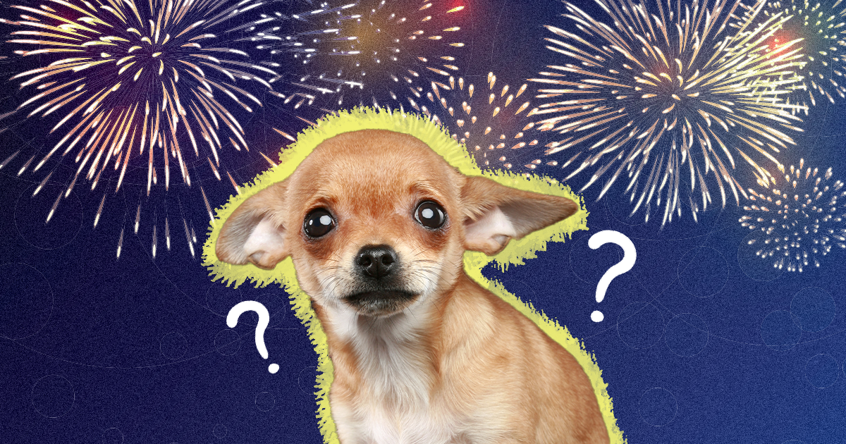 Why Are Dogs Scared Of Fireworks?