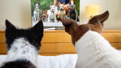 Do Dogs Watch TV And What Do They See?