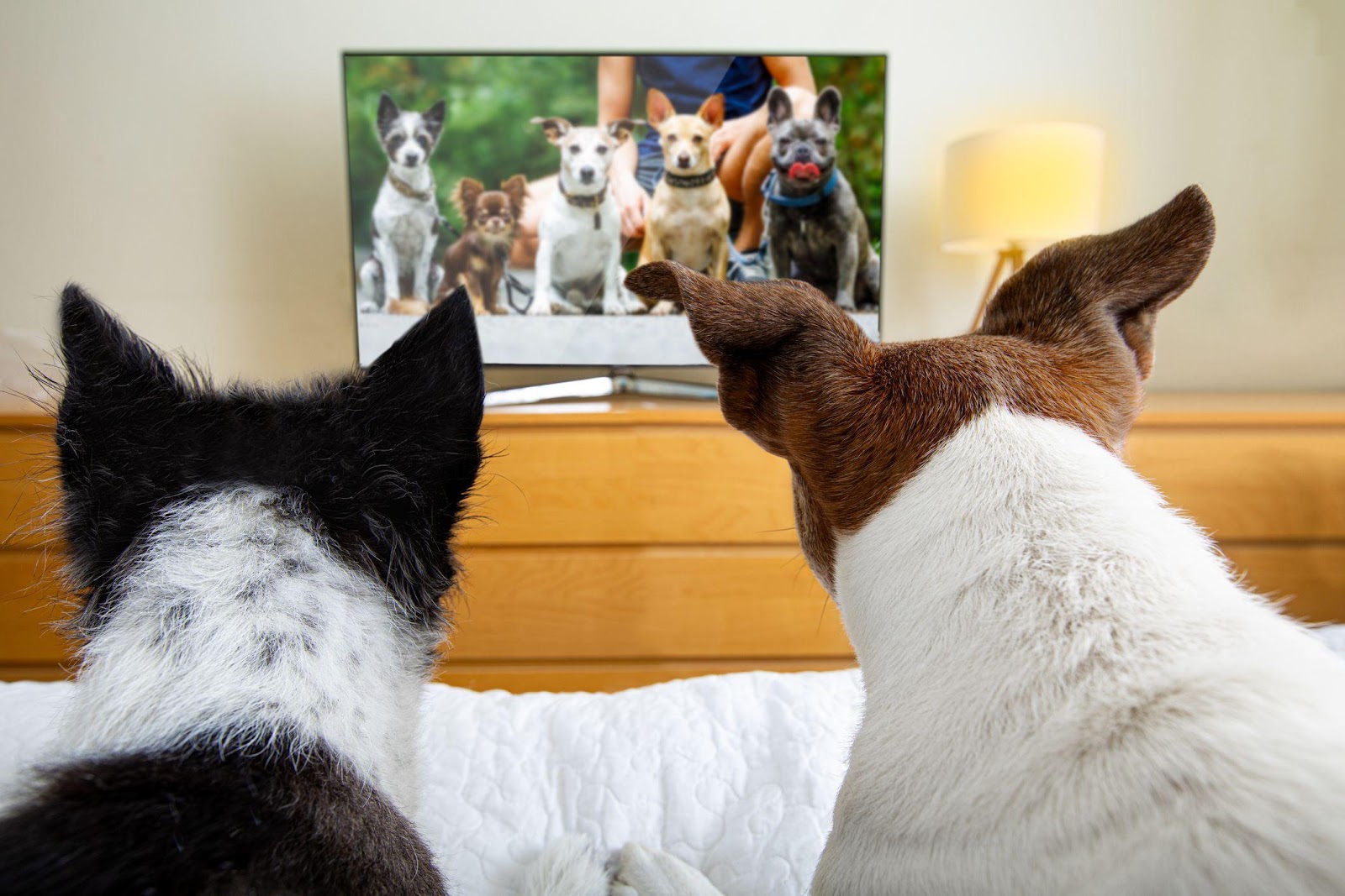 Do Dogs Watch TV And What Do They See?