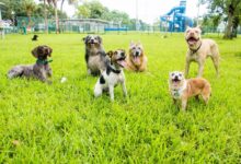 How To Keep Dogs Healthy And Safe At City's Dog Park