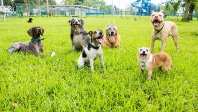 How To Keep Dogs Healthy And Safe At City's Dog Park