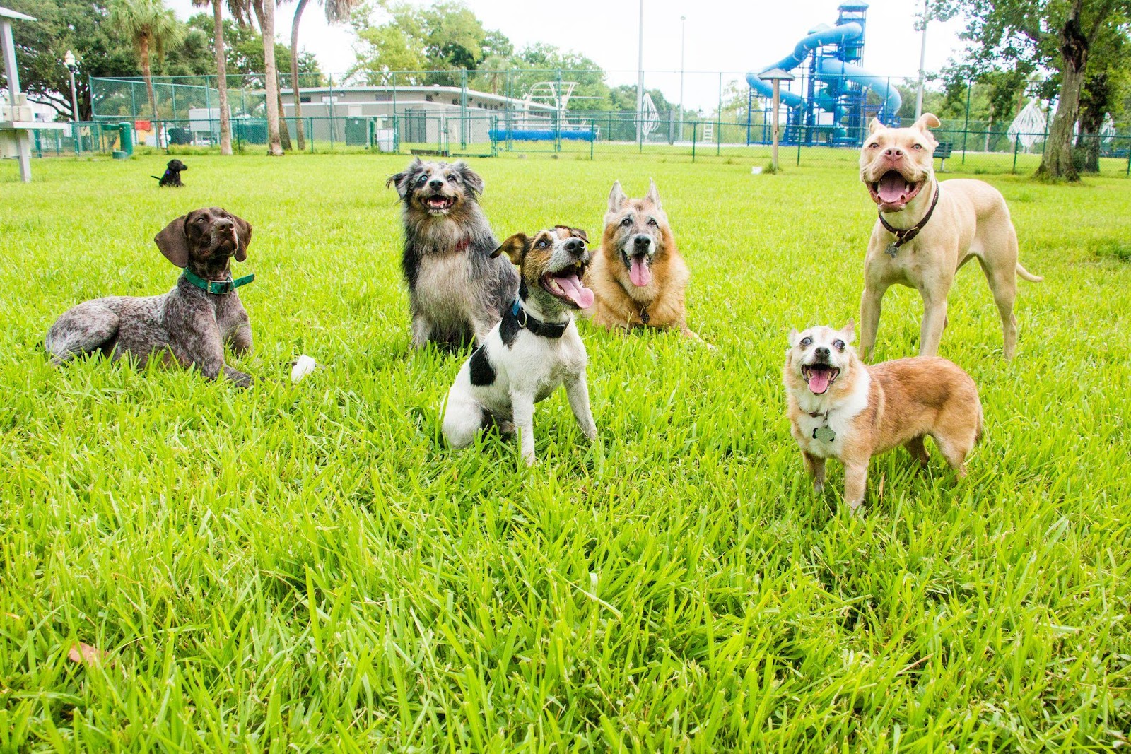 How To Keep Dogs Healthy And Safe At City's Dog Park