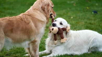 Diabetes In Dogs: What Are The Signs And How To Treat?