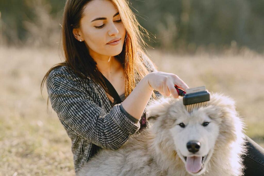 Brushing and Combing For Dog At Home