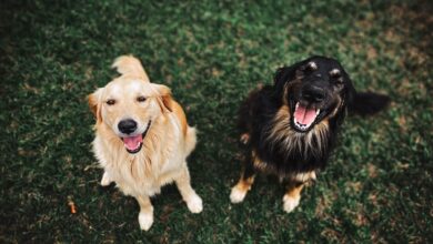 Reverse Sneezing In Dogs: What Causes It And How To Treat