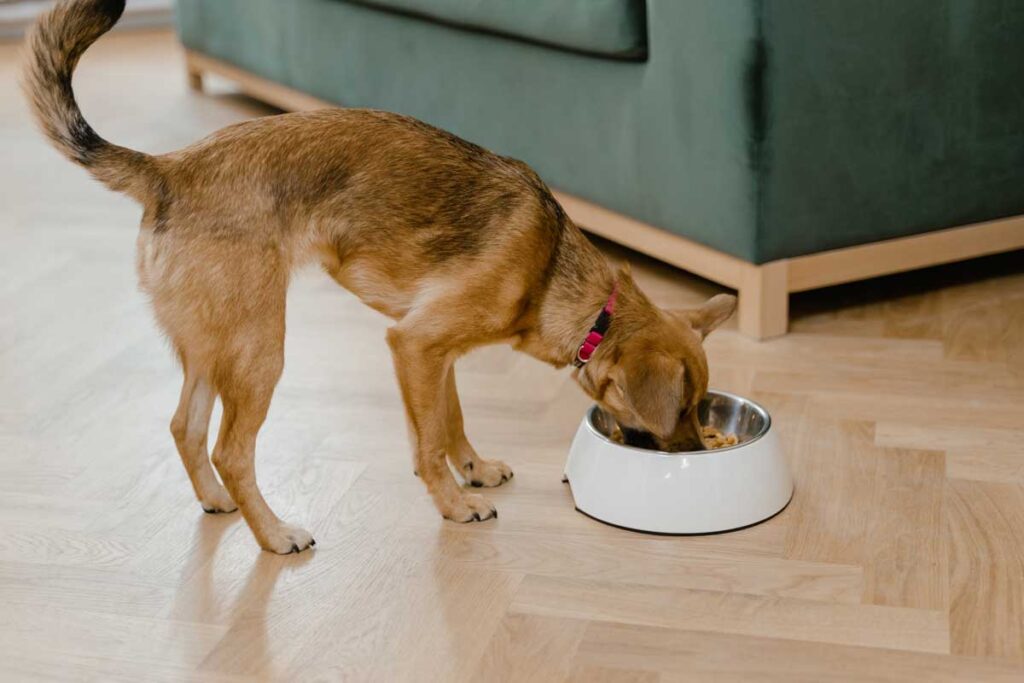 Understanding Your Senior Dog's Nutritional Needs