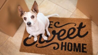 Tips Help Your Dog Adjust To A New Home Easier