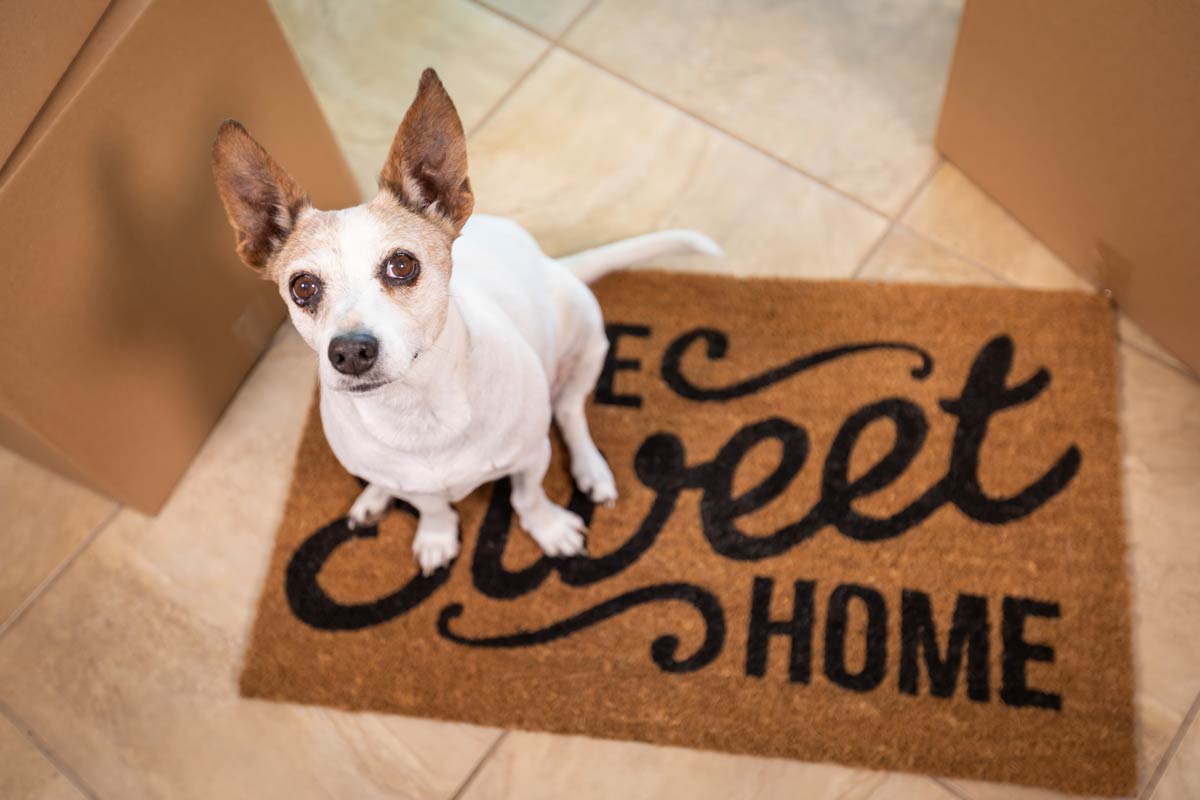 Tips Help Your Dog Adjust To A New Home Easier