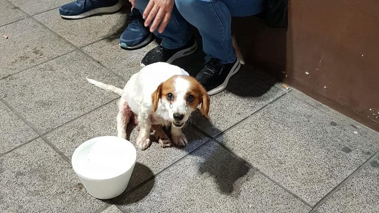 Abandoned and in pain, the cries of a half-paralyzed dog echo the heartlessness of those who left it on the street, revealing the depth of its suffering.