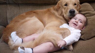 Dear Friends: Heartwarming Bond Between a Clever Dog and a Peaceful Sleeping Baby