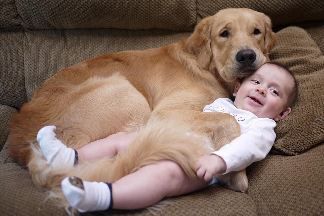 Dear Friends: Heartwarming Bond Between a Clever Dog and a Peaceful Sleeping Baby