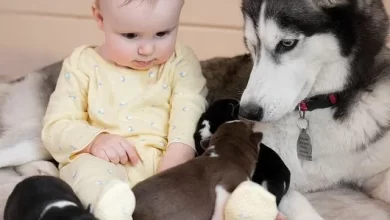 Love Across Species: How a Dog’s Kiss to a 1-Year-Old Baby Fosters Unbreakable Bonds and Warms Hearts Everywhere