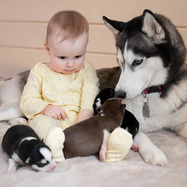 Love Across Species: How a Dog’s Kiss to a 1-Year-Old Baby Fosters Unbreakable Bonds and Warms Hearts Everywhere