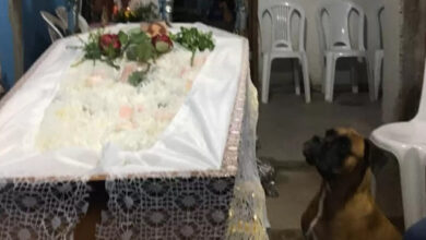 A Bond of Devotion and Sacred Affection: The Dog Goes to Great Lengths to Stay by the Side of the Owner’s Coffin