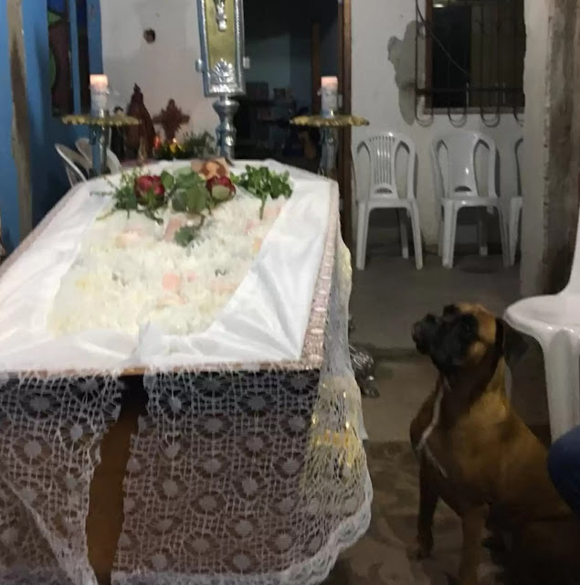 A Bond of Devotion and Sacred Affection: The Dog Goes to Great Lengths to Stay by the Side of the Owner’s Coffin