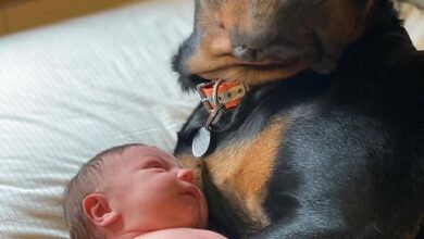 With tears of pure joy shimmering in his eyes, the dog’s overwhelming delight overflowed as he gently cradled the baby in his paws, creating a poignant and heartwarming scene that evoked immense emotions within the owner