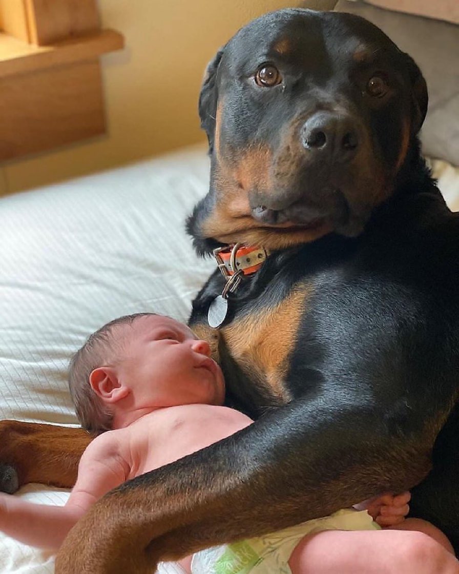 With tears of pure joy shimmering in his eyes, the dog’s overwhelming delight overflowed as he gently cradled the baby in his paws, creating a poignant and heartwarming scene that evoked immense emotions within the owner