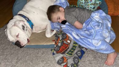 A heartwarming scene: a 5-year-old boy and his loyal canine friend peacefully sleep together, radiating warmth and affection.