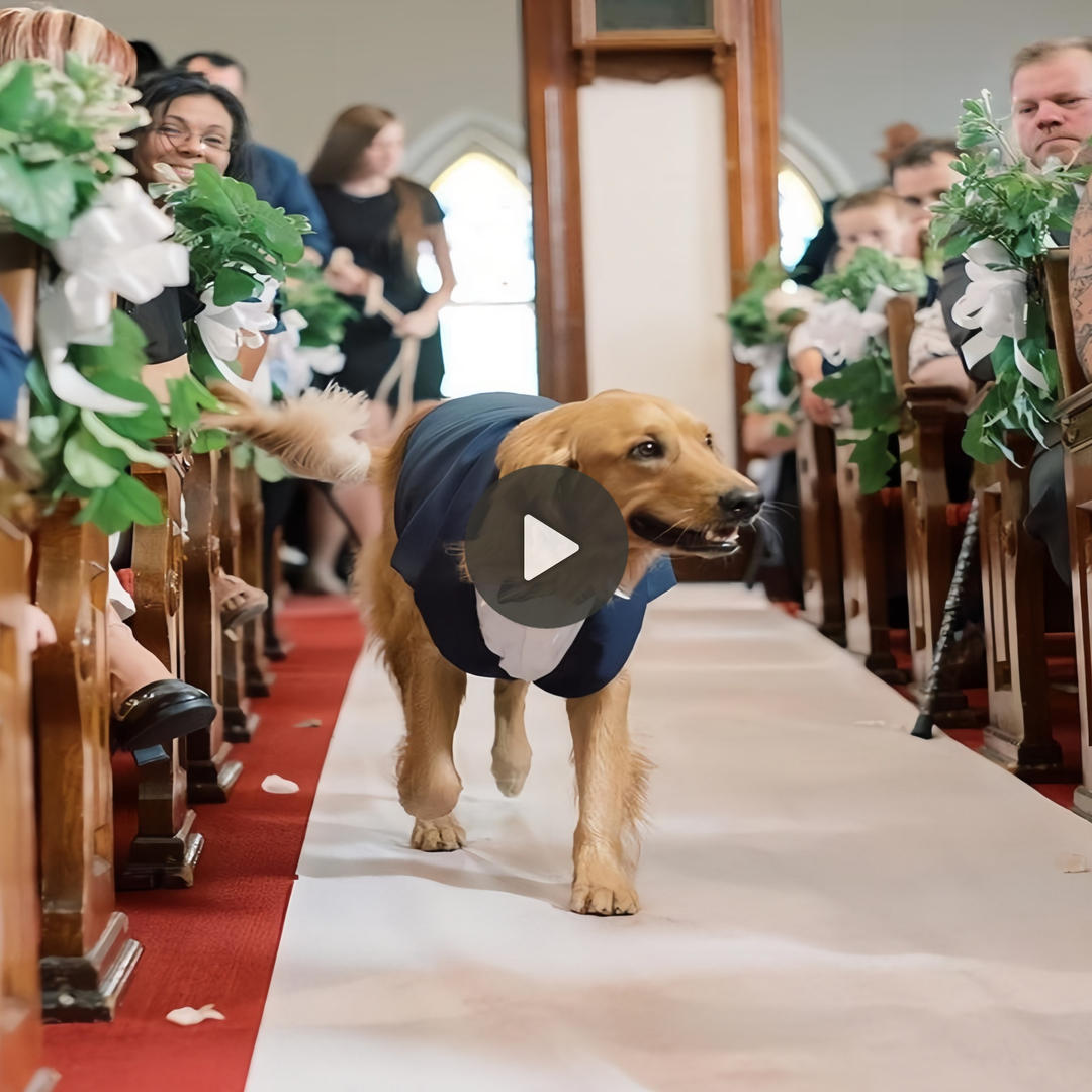 Duc Undying Fidelity: The Canine Reunites with Its Beloved Owner on Their Wedding Day, Vanquishing Two Years of Separation and Stirring Souls Profoundly