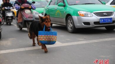 Every day, the devoted dog goes to the market to take care of his sick owner