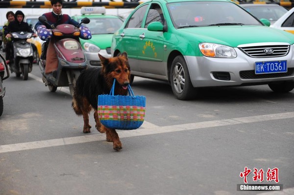 Every day, the devoted dog goes to the market to take care of his sick owner