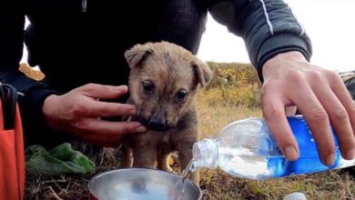 A little puppy, covered in mud, gazes into the distance with teary eyes, longing for someone to come to its rescue, evoking empathy and a desire to help