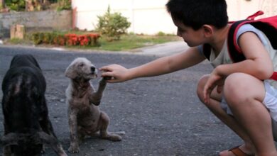 A father discovers his son’s secret acts of kindness towards stray animals and couldn’t be prouder, joining him in his compassionate efforts.