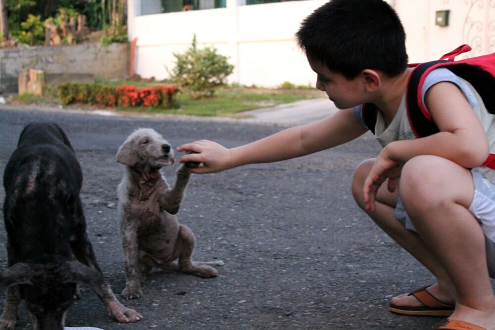 A father discovers his son’s secret acts of kindness towards stray animals and couldn’t be prouder, joining him in his compassionate efforts.