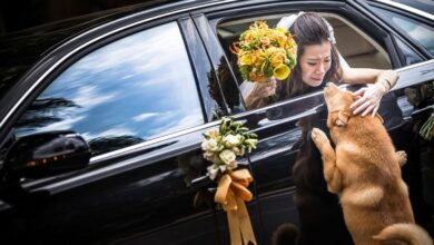 The dog tries to run after the bride’s car, attempting to cling to its owner in the moments of separation