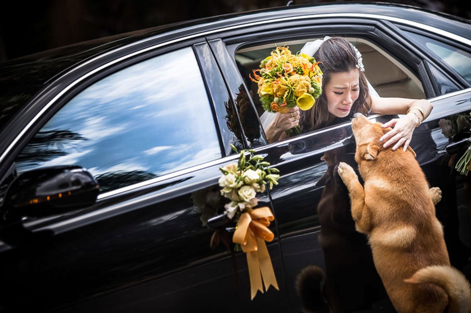 The dog tries to run after the bride’s car, attempting to cling to its owner in the moments of separation