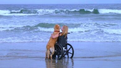 Touching moment: The dog and his owner realized the dream of watching the sea in the last moments of his life