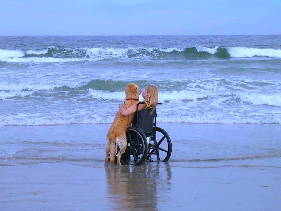 Touching moment: The dog and his owner realized the dream of watching the sea in the last moments of his life