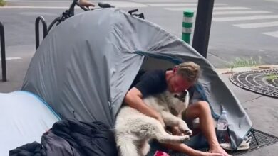 Heartwarming tale: Rescued dog finds solace and loving home with a compassionate man living on the streets.