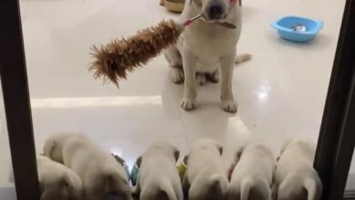 Heartwarming Moment: Mother Dog Protects Her Cute Puppies with a Watchful Stick