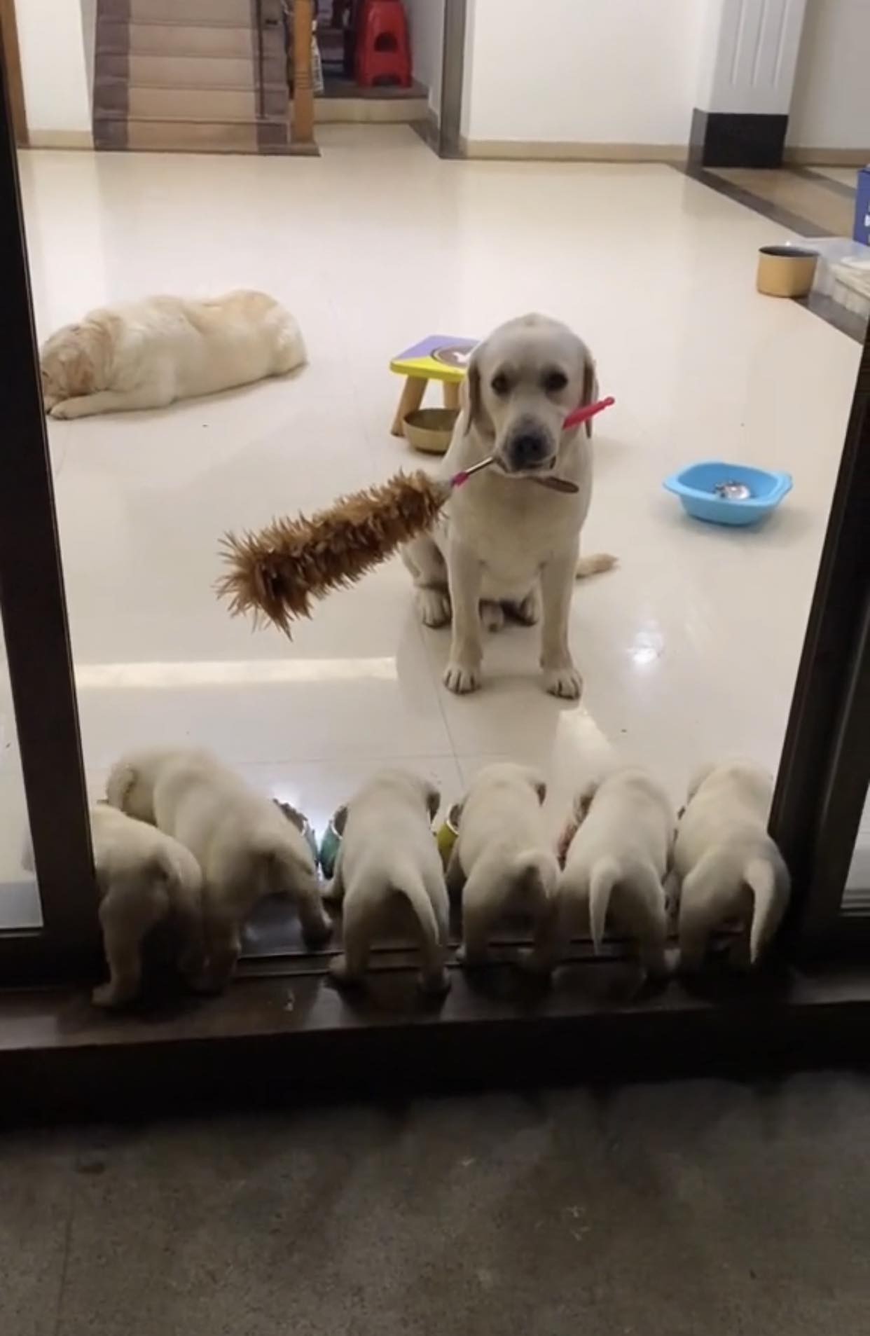 Heartwarming Moment: Mother Dog Protects Her Cute Puppies with a Watchful Stick