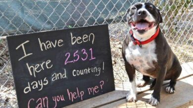 A dog abandoned in a shelter for an astonishing 2,531 days continues to hold onto hope, yearning for someone to offer him a forever home